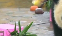 上海熊猫爆料事件最新,真相与争议交织的动物保护风波