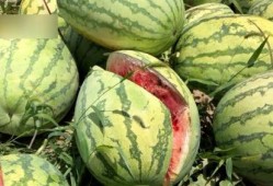 西安瓜最新爆料,揭秘背后惊人真相